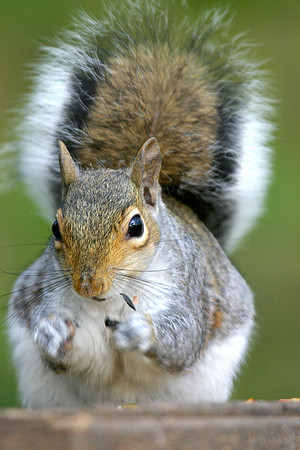 Grey Squirrel