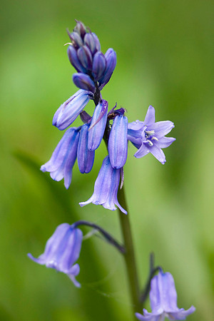 Bluebells