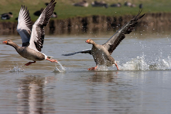 Greylag in flight3