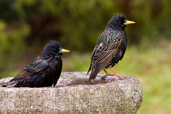 CRW_6586Starlings bathing1 - May 5