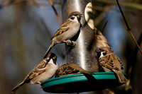 Tree Sparrow's.