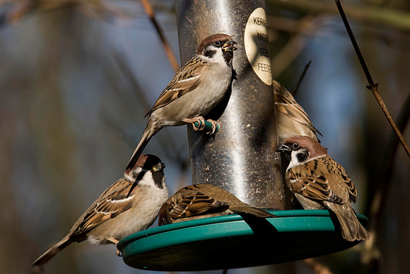 Tree Sparrow's.