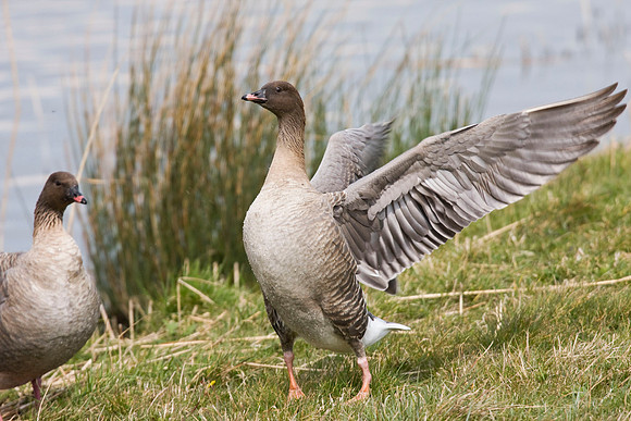 Pink-Footed Goose