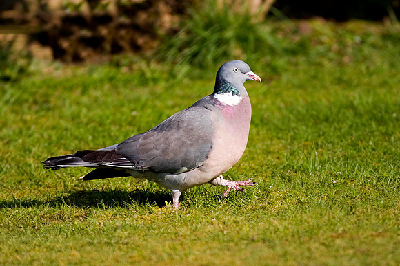 CRW_5635Wood Pigeon2 - 300f4 @ f4 -  April 1