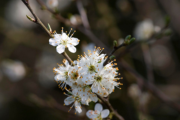 Blackthorn Blossom