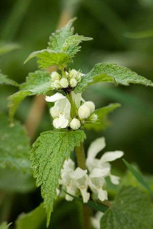 White Dead-nettle