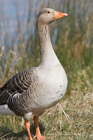 Greylag