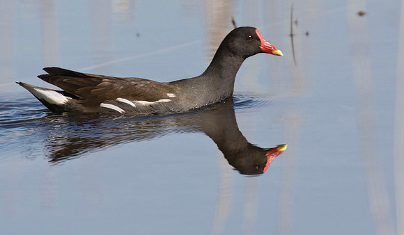 IMG_1497Moorhen  - March 31