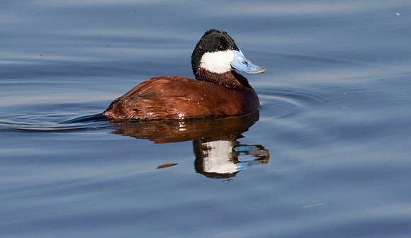 IMG_1471Ruddy Duck2  - March 31