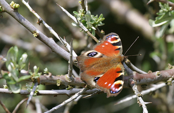 Peacock