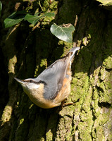 Nuthatch