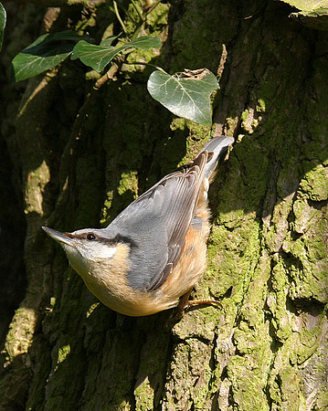 Nuthatch