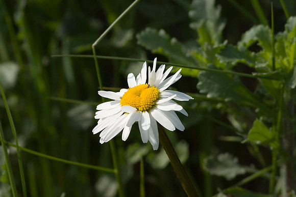 Ox-eye Daisy