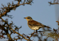 Fieldfare