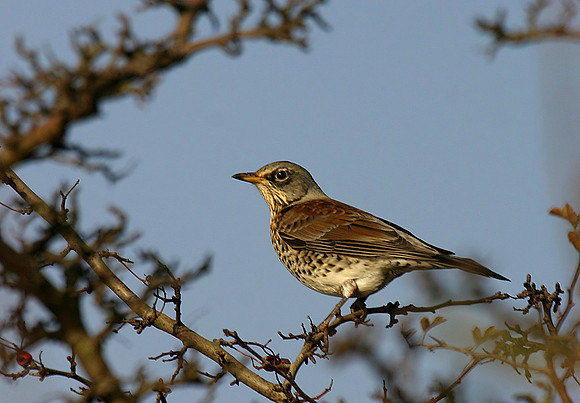Fieldfare