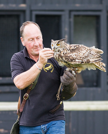 European Eagle Owl