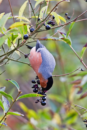 N_Bullfinch_male_-_Nov_17_2010-1413