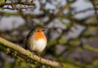 Robin