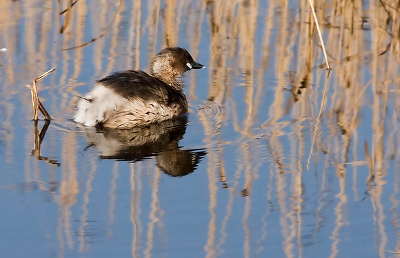 Little Grebe.
