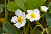 Wild Flowers