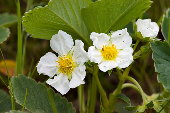 Wild Strawberry blossom