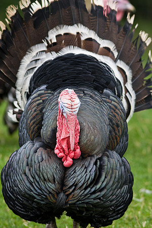 Turkey