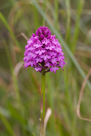 Pyramidall Orchid