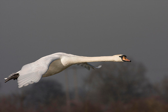 Swan in flight  local ponds.