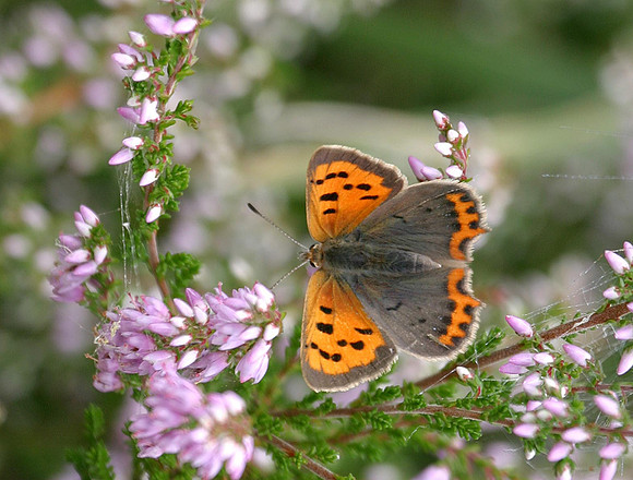 Small Copper