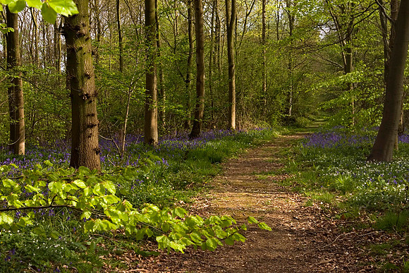 Bluebell wood