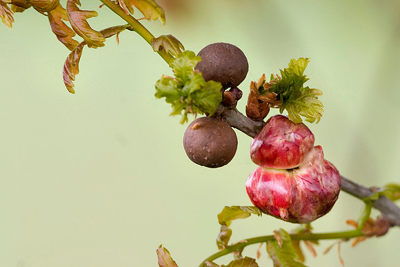 Oak Apple