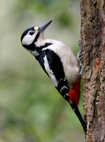 Great Spotted Wood Pecker - female