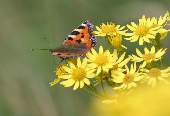 Small Tortoiseshell