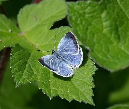 Holly Blue