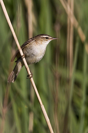 Sedge Warbler