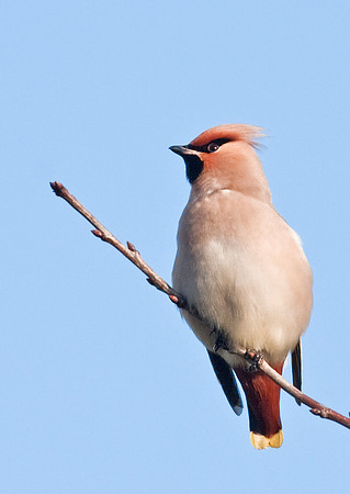 IMG_2192 Waxwing A1 Luddborugh - 14 Jan 2009 LR