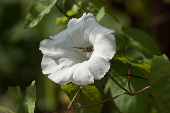 Hedge Bindweed