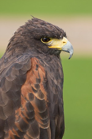 Harris Hawk